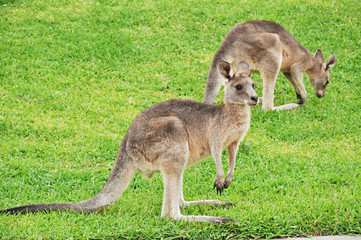 Naklejka na ściany i meble Dwa małe kangury w stoczni