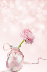 Buttercup ranunculus in glass vase on pink background
