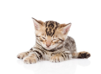 bengal kitten sleeping. isolated on white background