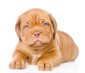 Obraz premium Bordeaux puppy dog lying in front. isolated on white background