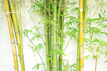 Green Bamboo trees