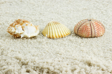 sea shells with sand