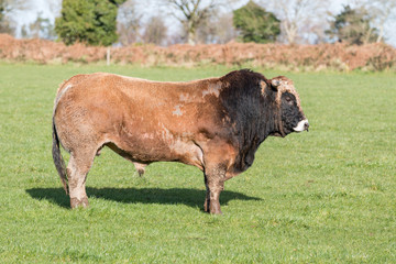 taureau dans la campagne bretonne