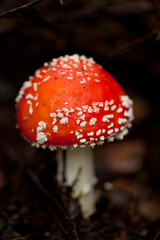 roter giftiger fliegenpilz amanita muscaria saison wald