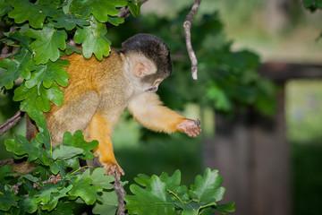 Singe jaune saïmiri à tête noire