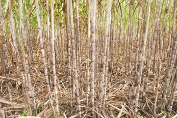 Obraz premium Sugar Cane Plantation
