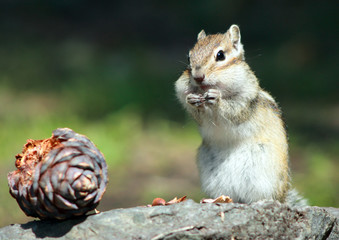 chipmunk