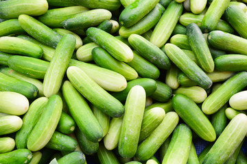 fresh cucumber