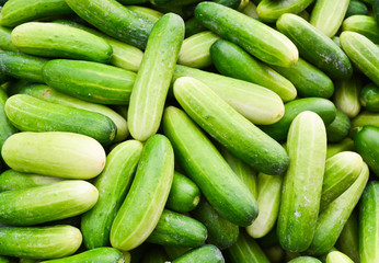fresh cucumber