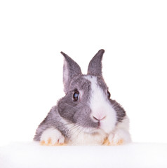 Easter baby rabbit on white background 