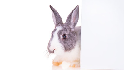 Easter baby rabbit on white background 