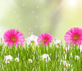 Fototapeta na wymiar daisy with greengrass and tulip on nature background 