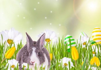 Easter baby rabbit with green grass, eggs and flower on natute 