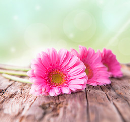 Pink gerbera daisies on wood,