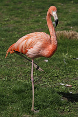 Roter Flamingo
