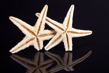 some of sea stars isolated on black background