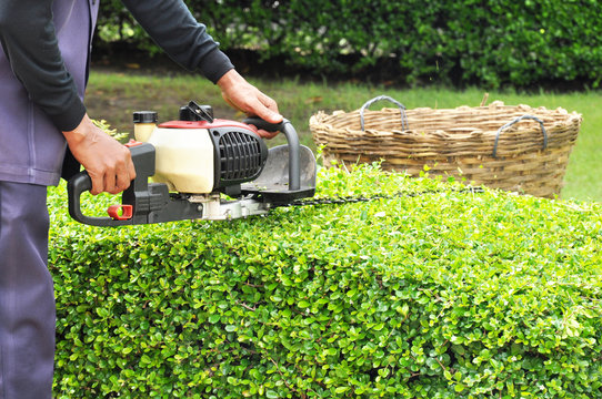 A gardener trimming green bush with trimmer machine