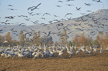 Common crane at Hula, Israel