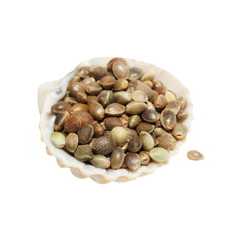 Hempseed in shell isolated on white background