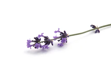 Gartenposter Lavendel Lavendel