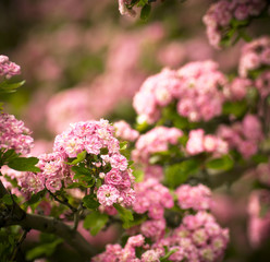 Pink flowers