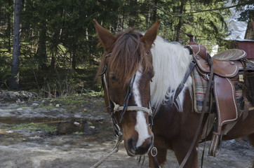 Obraz premium Horse riding club in Borovetz resort. Rila mountain, Bulgaria