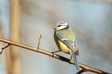 Blue tit - Parus caeruleus on a twig in the sunshine