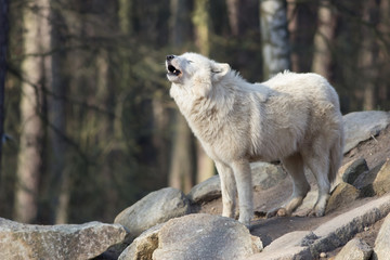 white standing wolf © picture.jacker