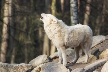 Naklejka premium white wolf