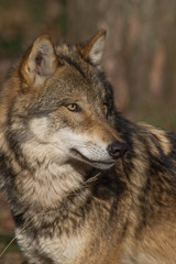 watchful timber wolf