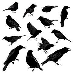 Birds silhouette icon set.