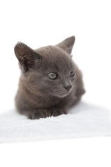 Fototapeta na wymiar Cute grey kitten sitting on white towel