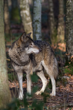 standing timber wolf