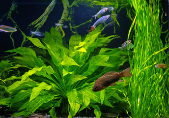 Planted aquarium