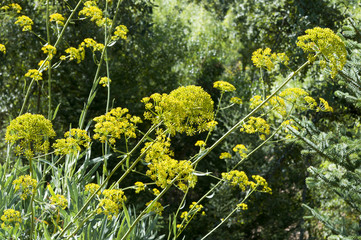 Leaves and flowers of Bupleurum gibraltaricum