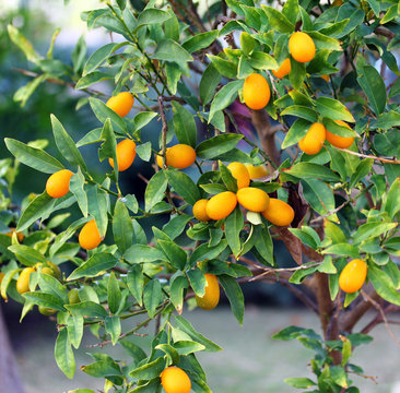 Kumquat Tree