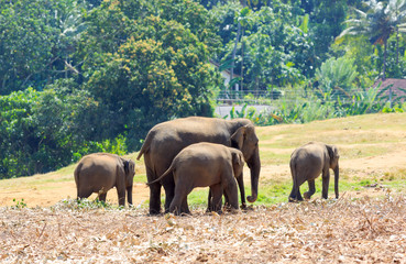 Elephants