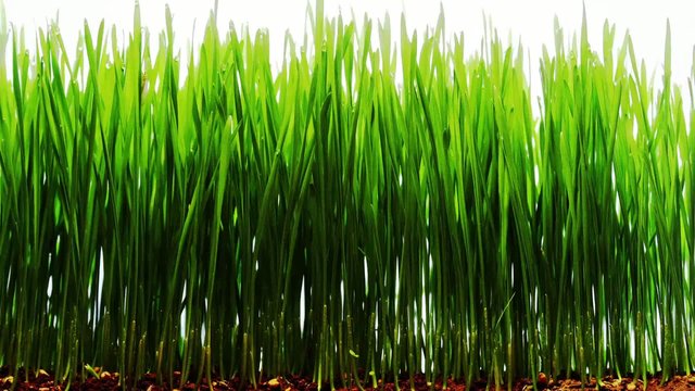 Gras dar&uuml;ber wachsen lassen