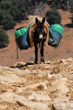 Âne porteur d'eau dans le Moyen Atlas, Maroc