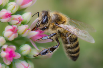 farbenfrohes Frühlingsbild / Biene