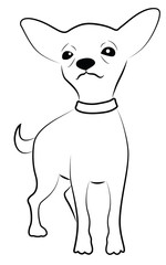 Cute Chihuahua Representation