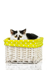 Little kitten peek out of the basket