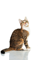 Obraz premium Cat sitting isolated on white background