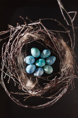 blue eggs in the nest