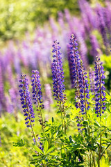 Wild lupines