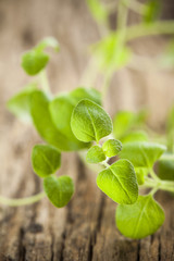 Oregano herb on wooden table