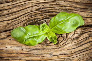 Basil on wooden table