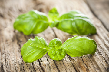 Obraz premium Green basil herb on wooden table