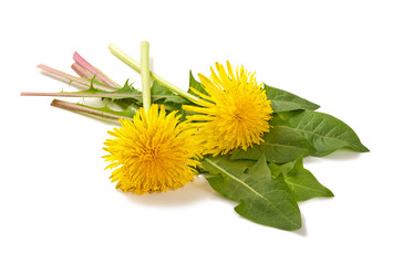 dandelion © Scisetti Alfio