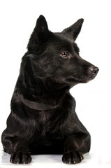 Portrait of black dog isolated on white